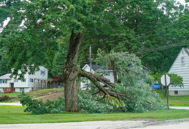 Best Tree Cutting Near Me  in Winter Springs, FL